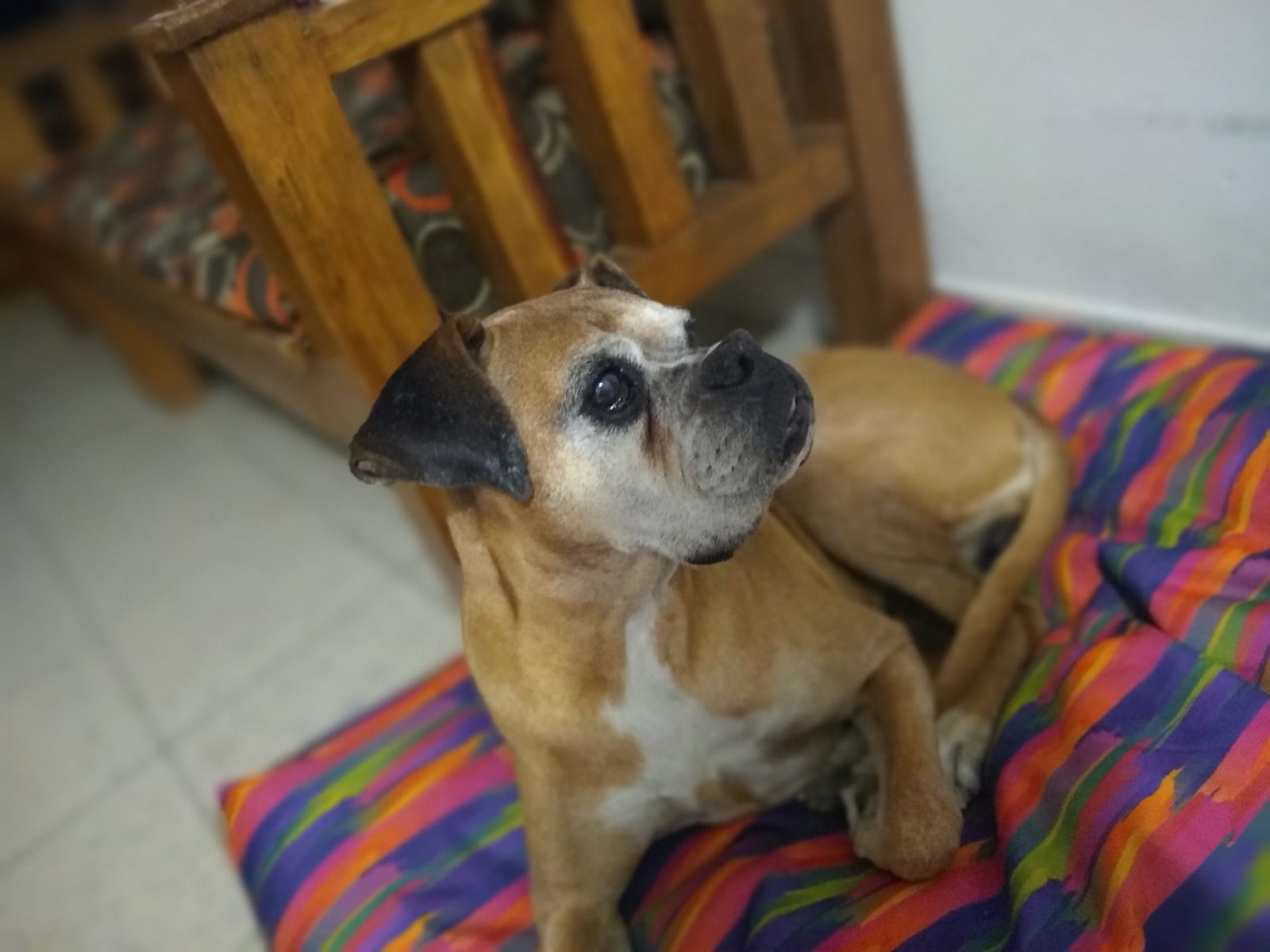maskotines